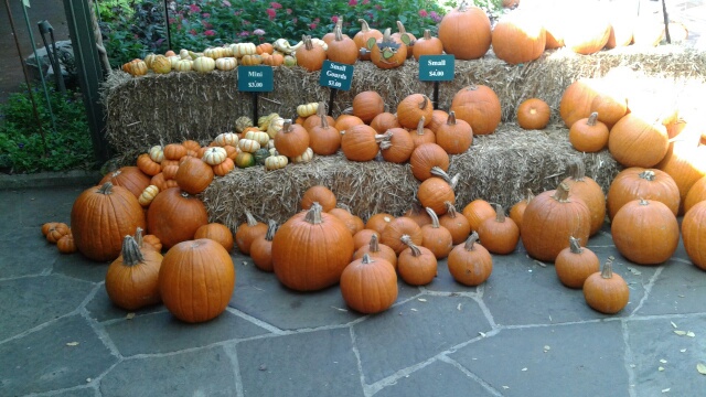 pumpkins