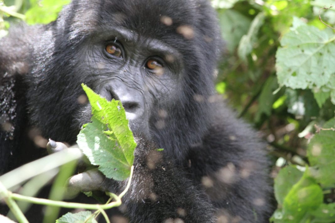 Mountain gorilla