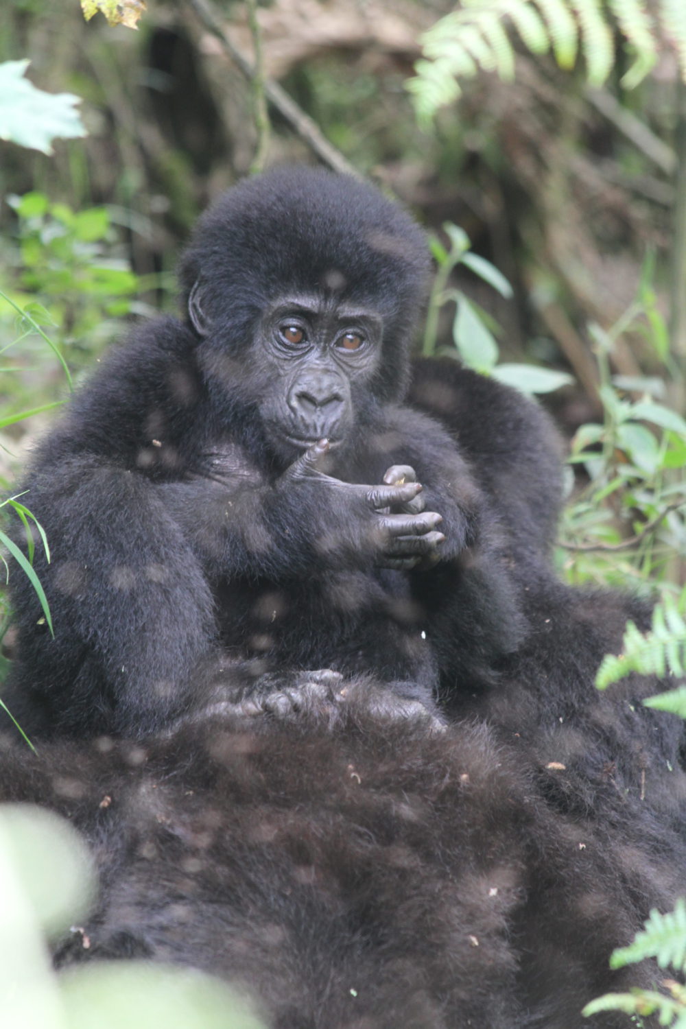 Baby Mountain Gorilla. (Photos by Guillaume de Vaudrey and Patrick Shah)