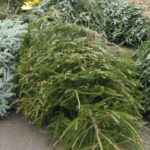 How To Dispose Of Your Christmas Tree how to dispose of your Christmas tree