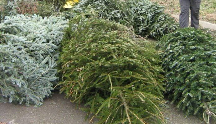 how to dispose of your Christmas tree