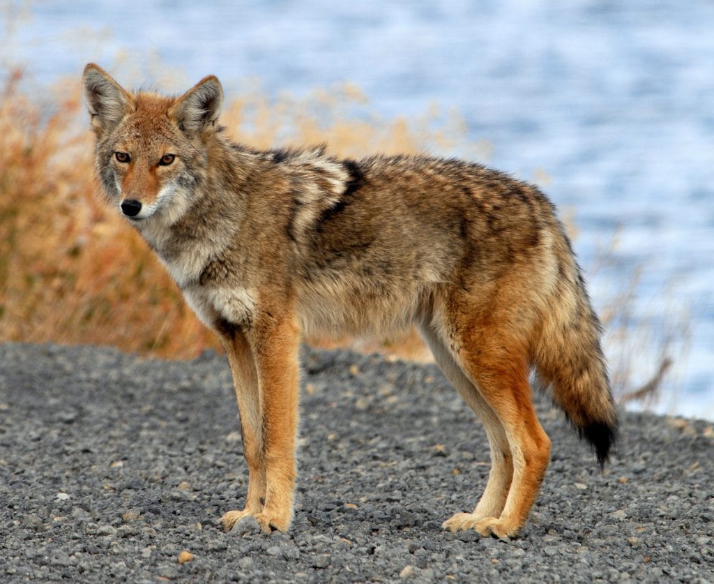Duncanville Coyote Sightings
