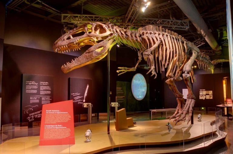 perot museum dinosaur race