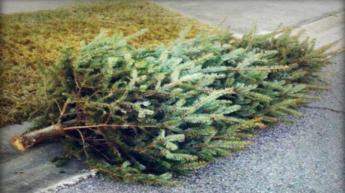 DeSoto Christmas Tree Recycling