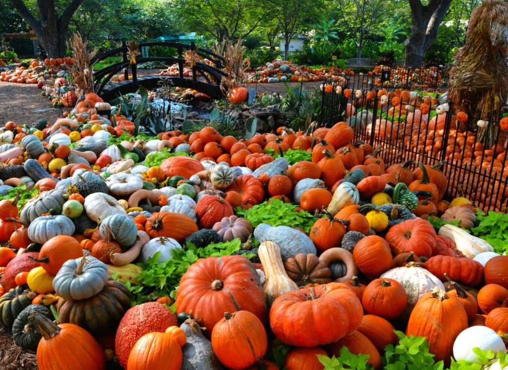 Dallas Arboretum Hosts Fall FEstival