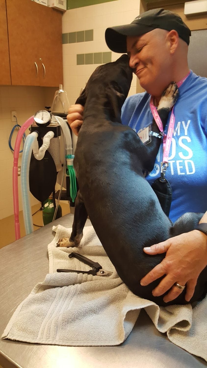 Tri city best sale veterinary