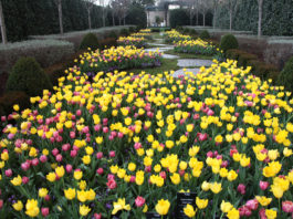 Dallas Blooms Boots and bbq