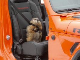 Jeep Groundhog Day ad