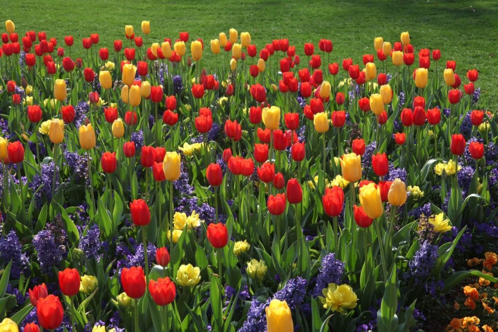 Marjorie and Trevor Hylton co-chairing 2020 Dallas Blooms