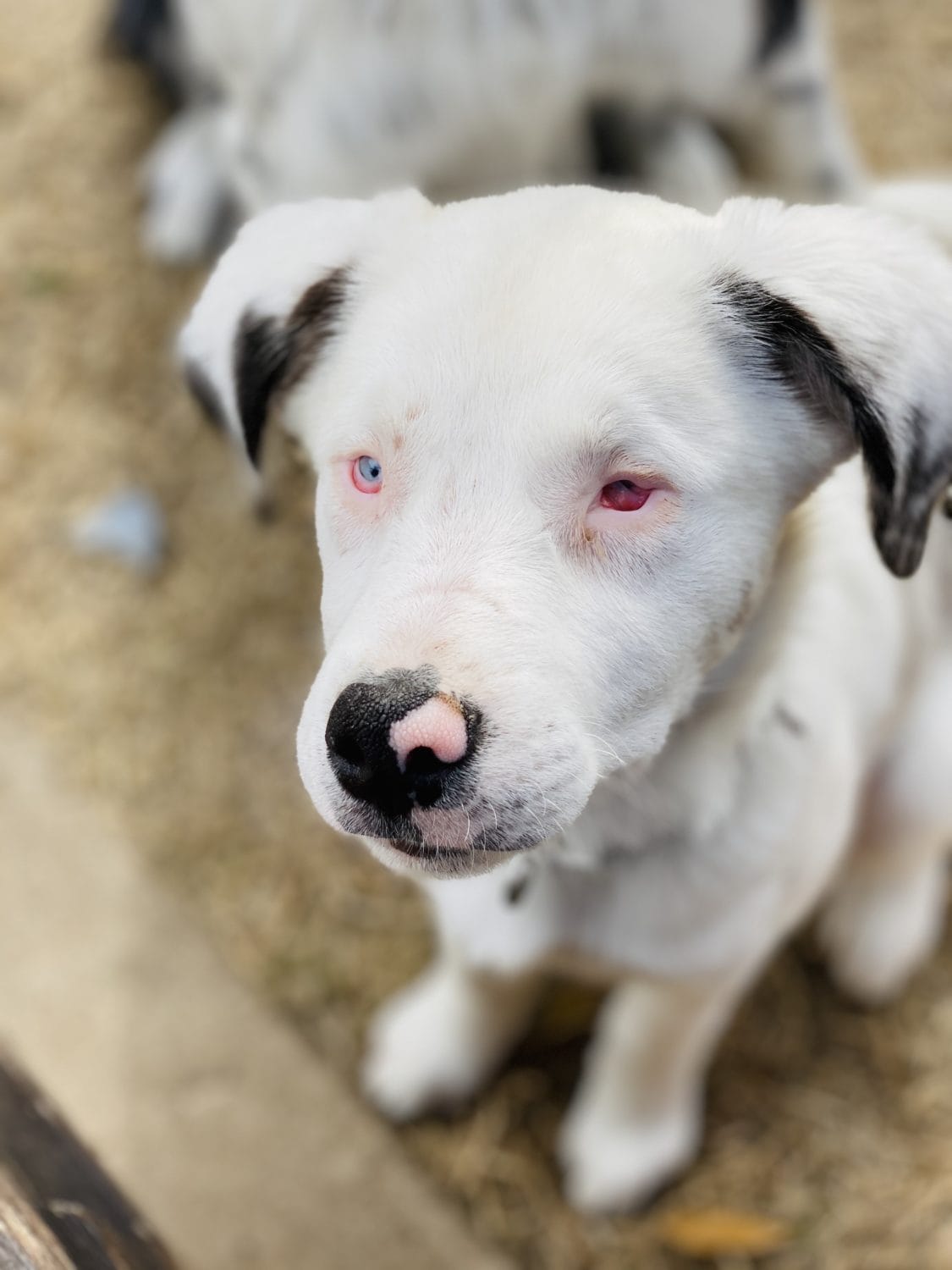 Border Collie Rescue Kermit