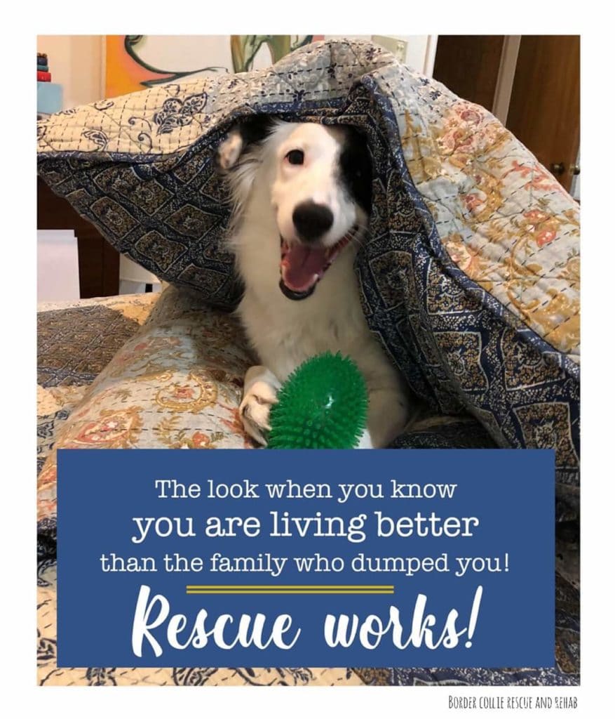 Visit Border Collie Rescue at North Texas Irish Festival