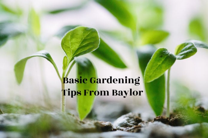 Basic gardening tips