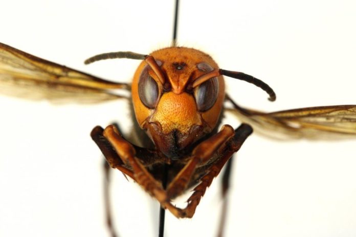 Asian Murder Hornet Texas