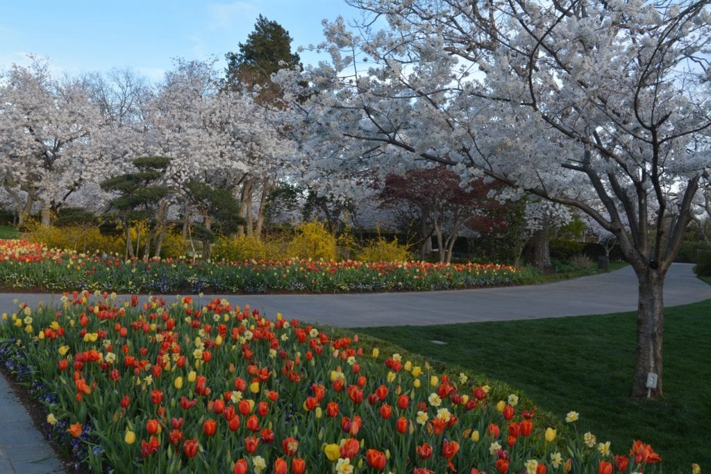 Dallas Arboretum Reopens June 1st