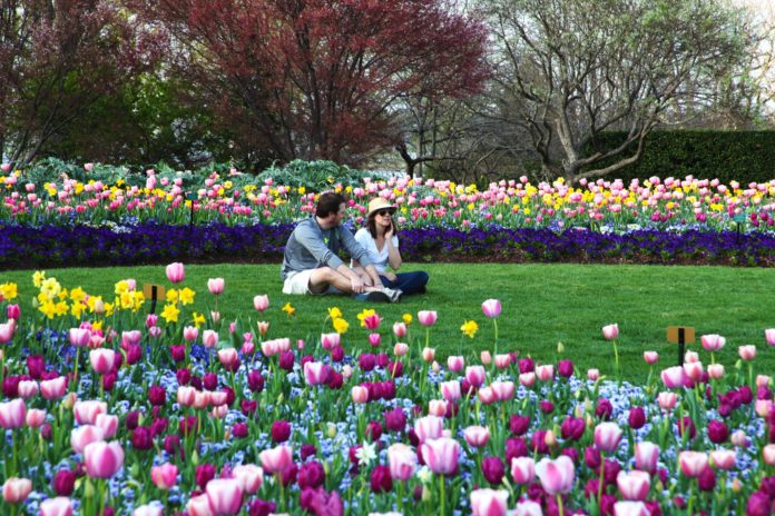 man and woman in field surrounded by tulips