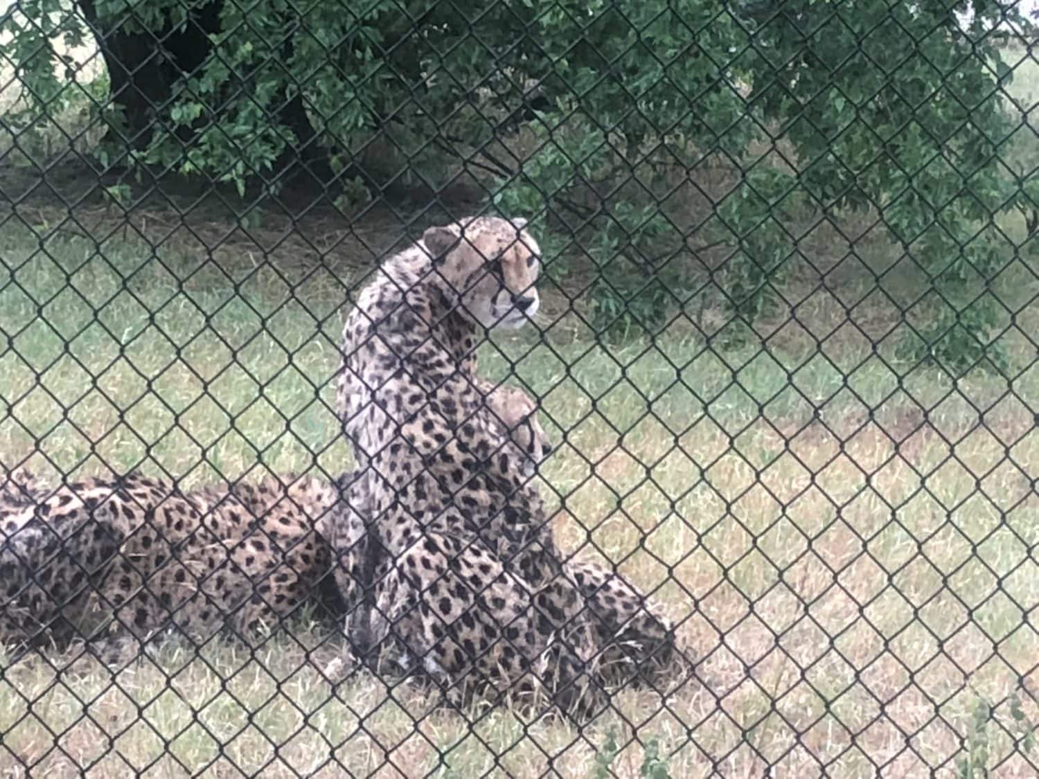 cheetah