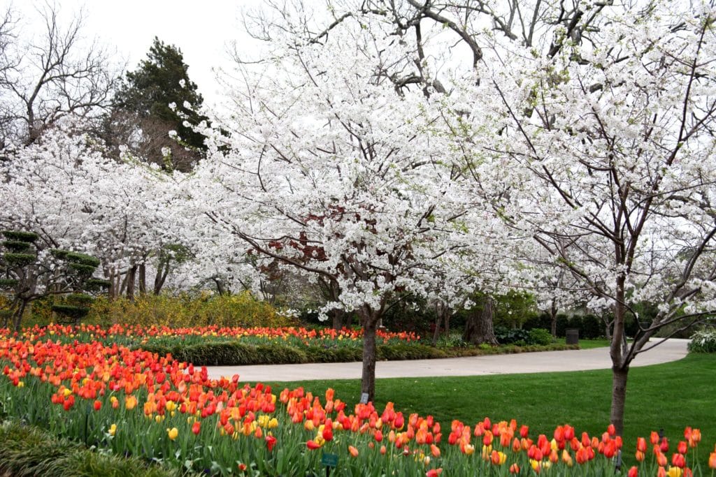 Dallas Arboretum Reopens June 1st