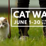 Cedar Hill Invites Residents to Cat Walk, Virtual Fishing cedar hill cat walk