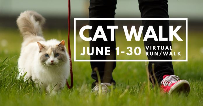 cedar hill cat walk