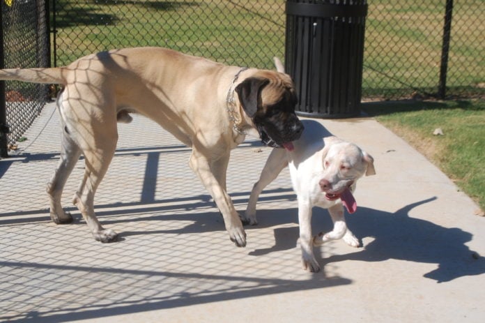 dogs big dog sniffing small dog