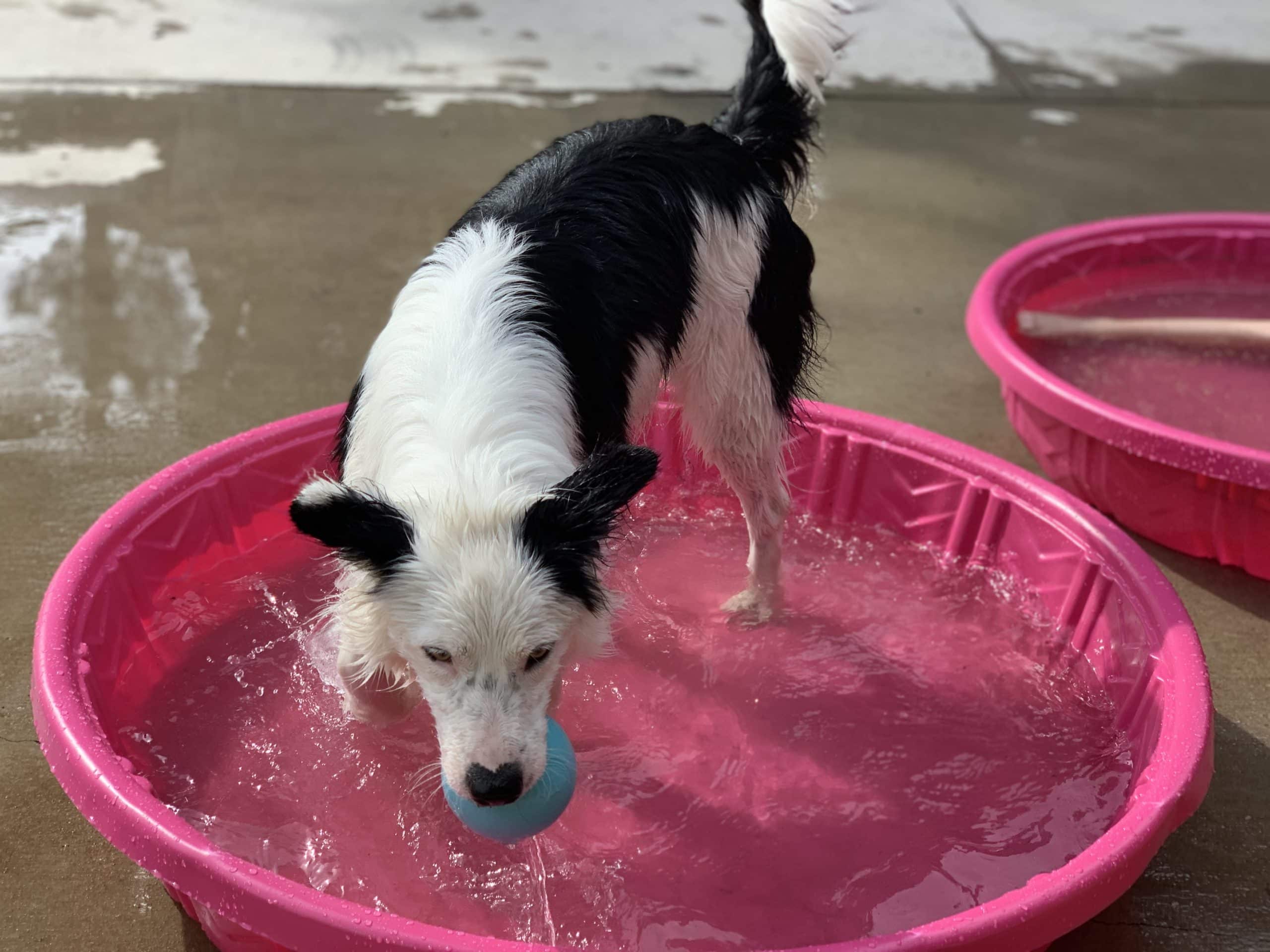 border collie in baby pool