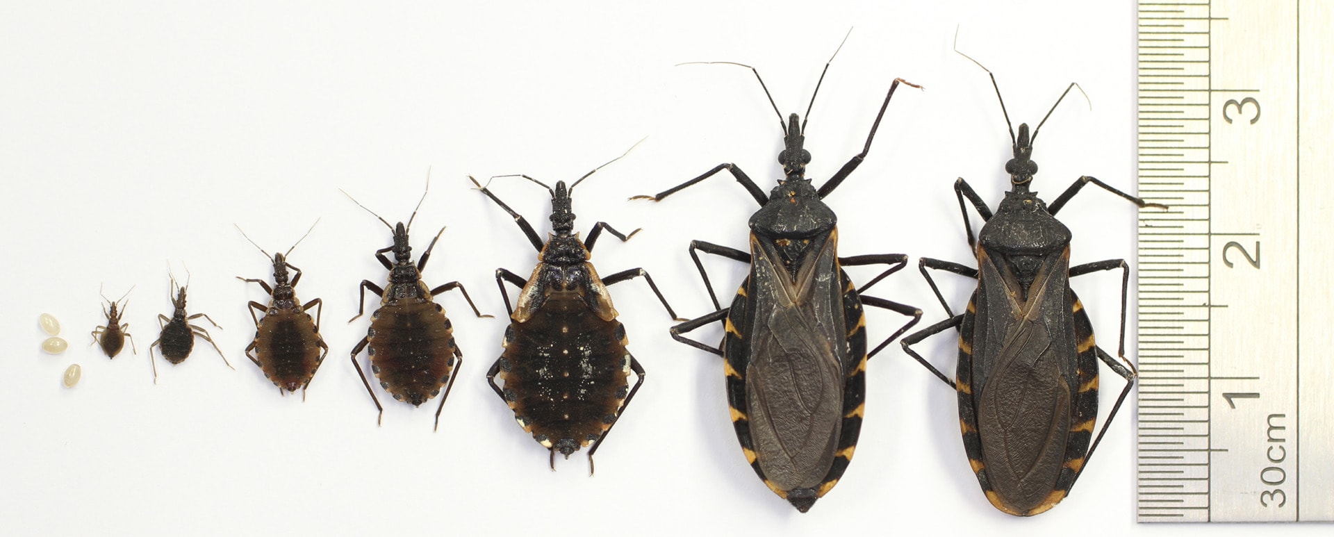 kissing bug life cycle