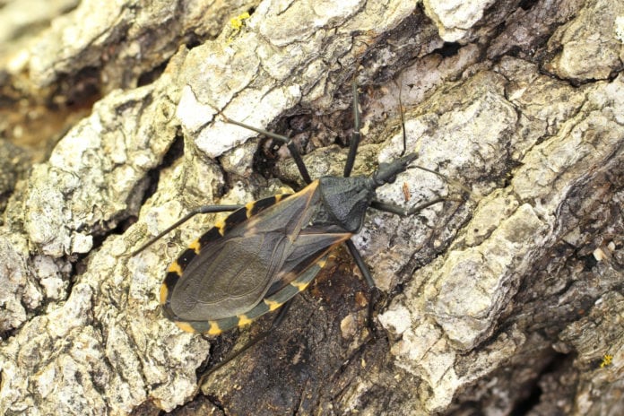 kissing-bug Texas kissing bug