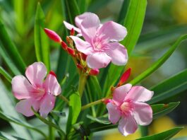 Oleander