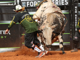 Rodeo clown and charging bull