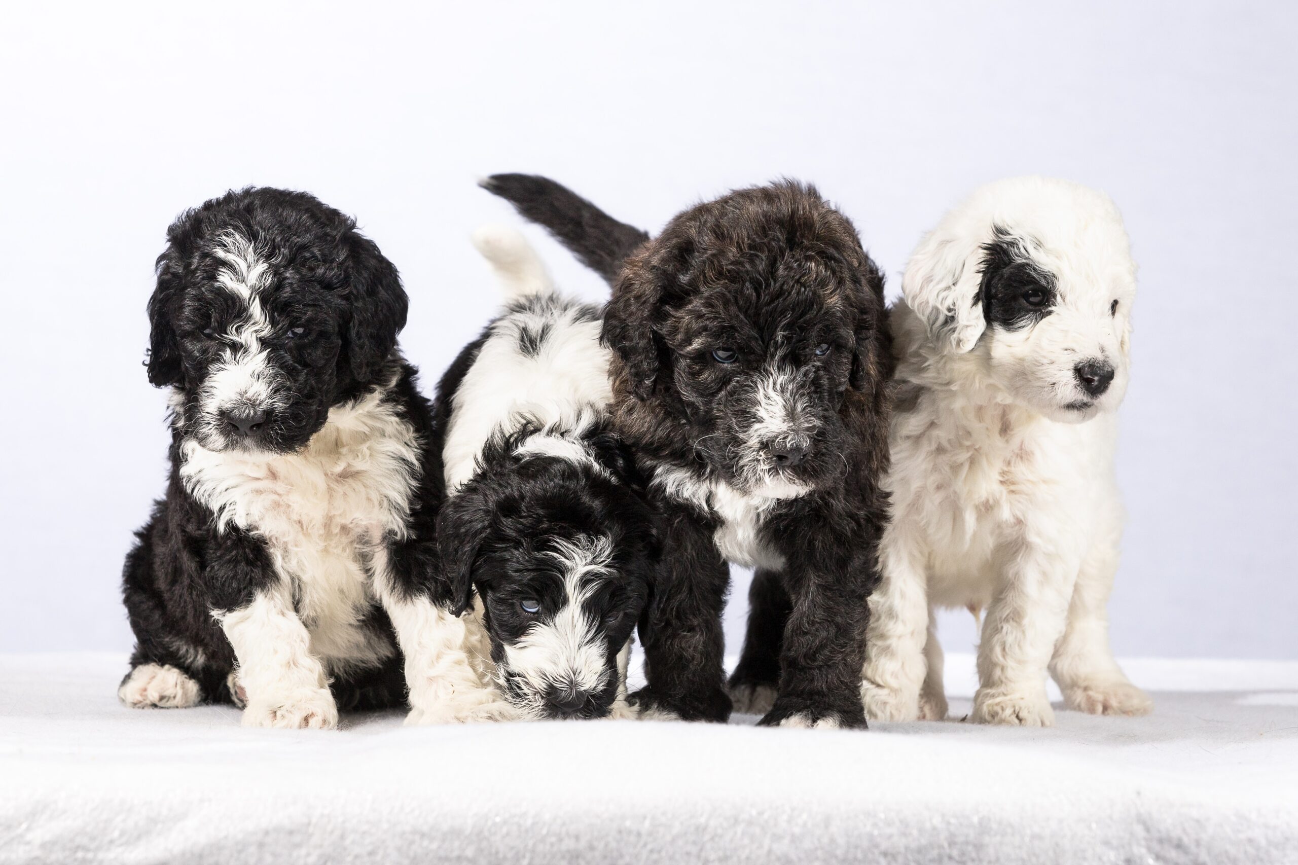 Sheepadoodle puppies