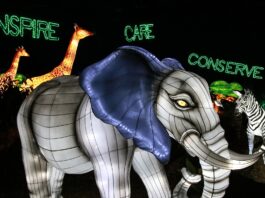 Elephant covered in silk