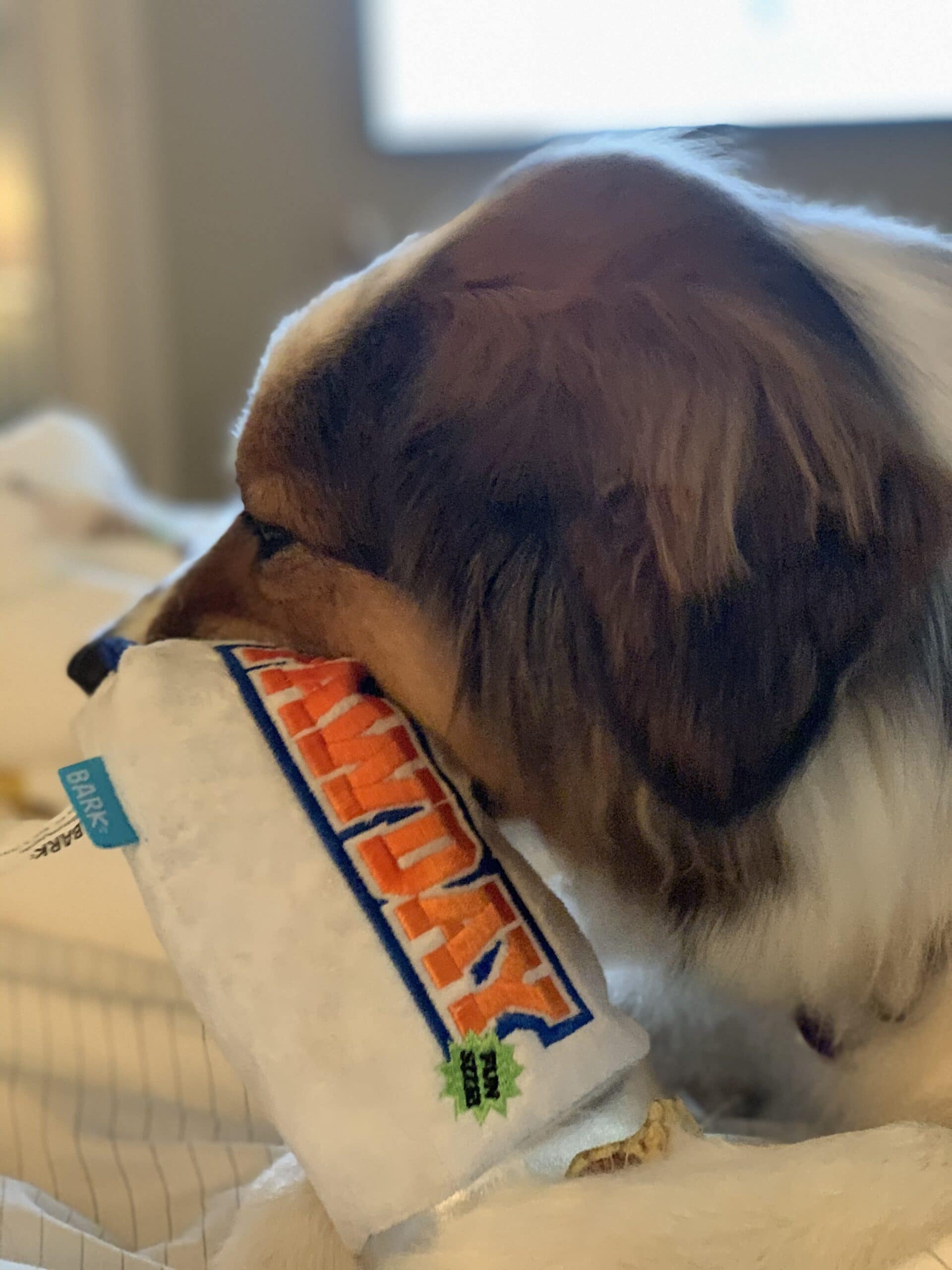 dog with toy in mouth