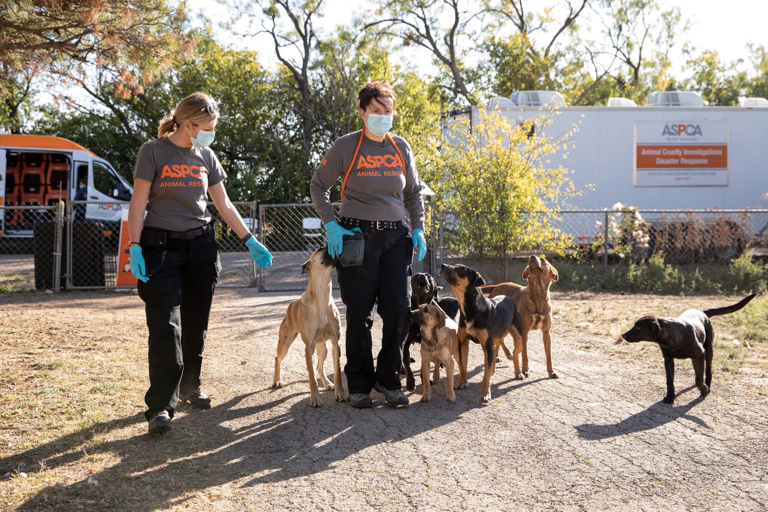 ASPCA with dogs