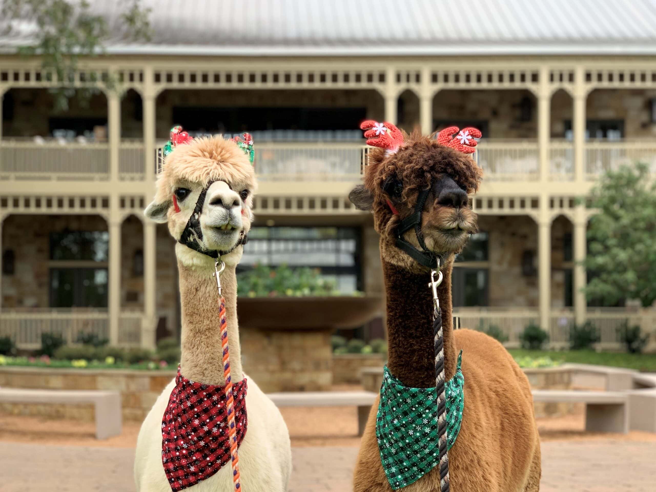 alpacas