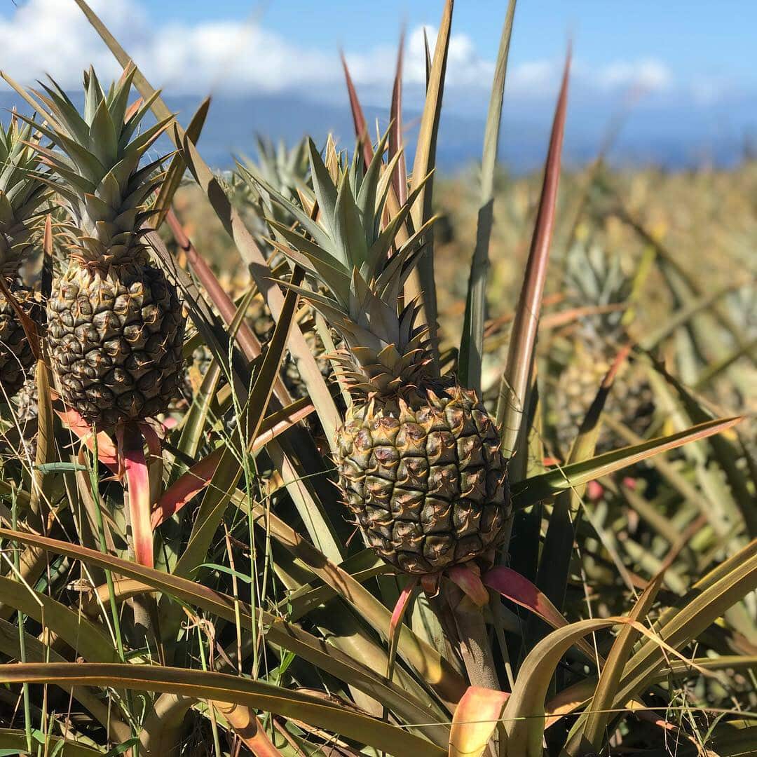 pineapples in Maui