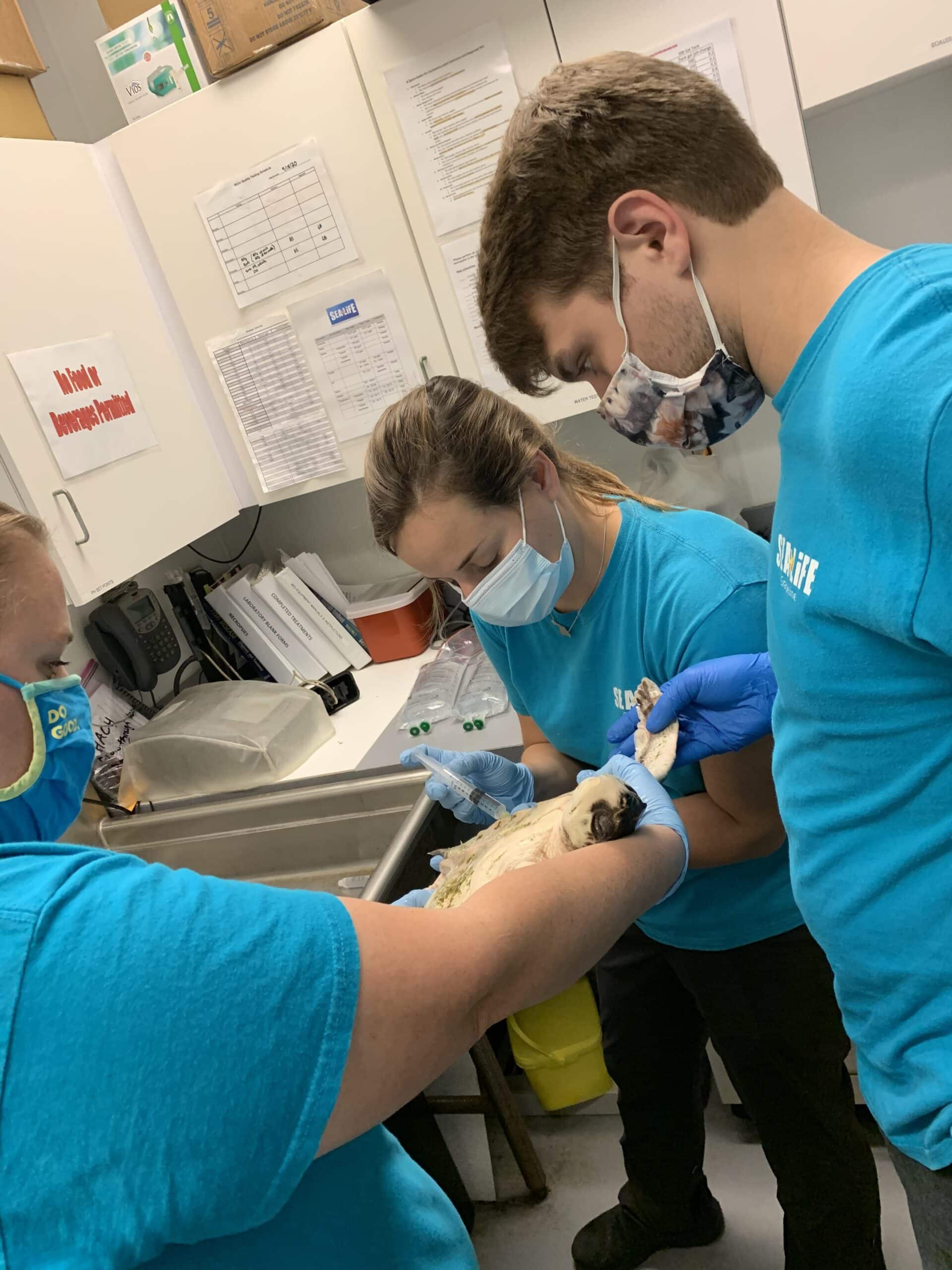 animal care team treating sea turtle