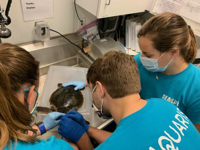 SEA LIFE Grapevine animal care team treating the rescued Kemps Ridley sea turtles sea turtle