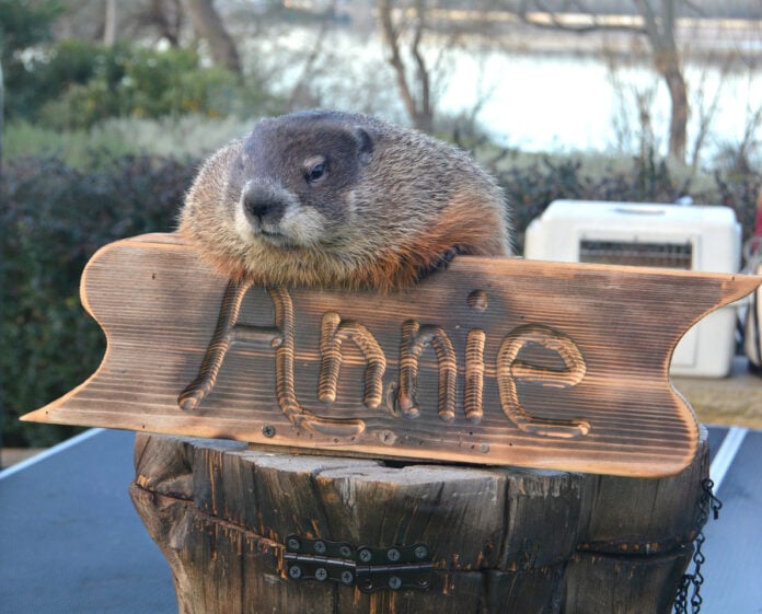 Groundhog Day at Dallas Arboretum