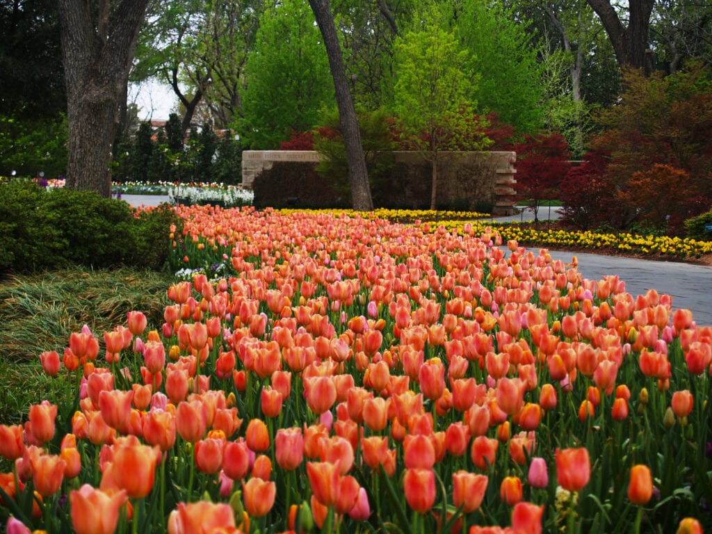 Dallas Blooms 2021 Co-chairs