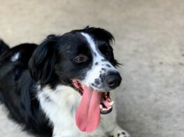 dog on patio