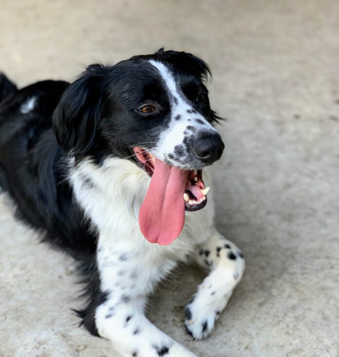 dog on patio