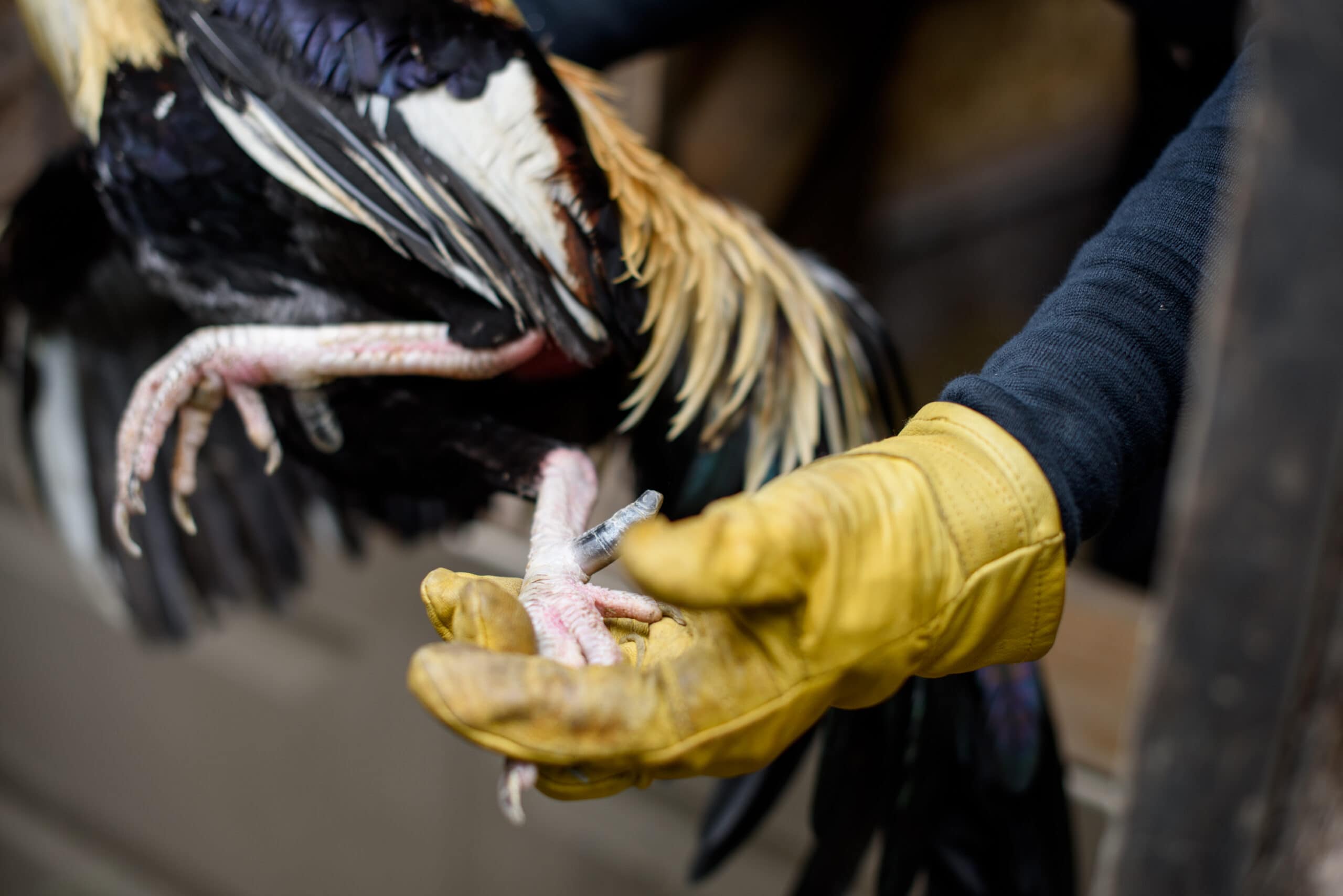 injured bird foot