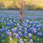 Annual Ennis Bluebonnet Trails Festival Set for April 19-21, 2024 bluebonnets