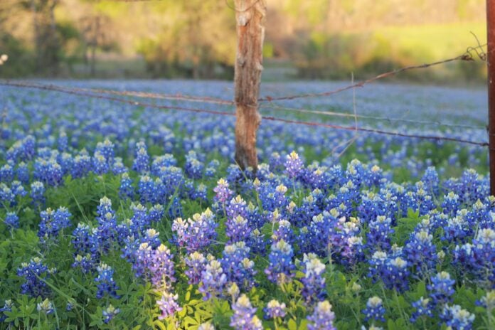 bluebonnets