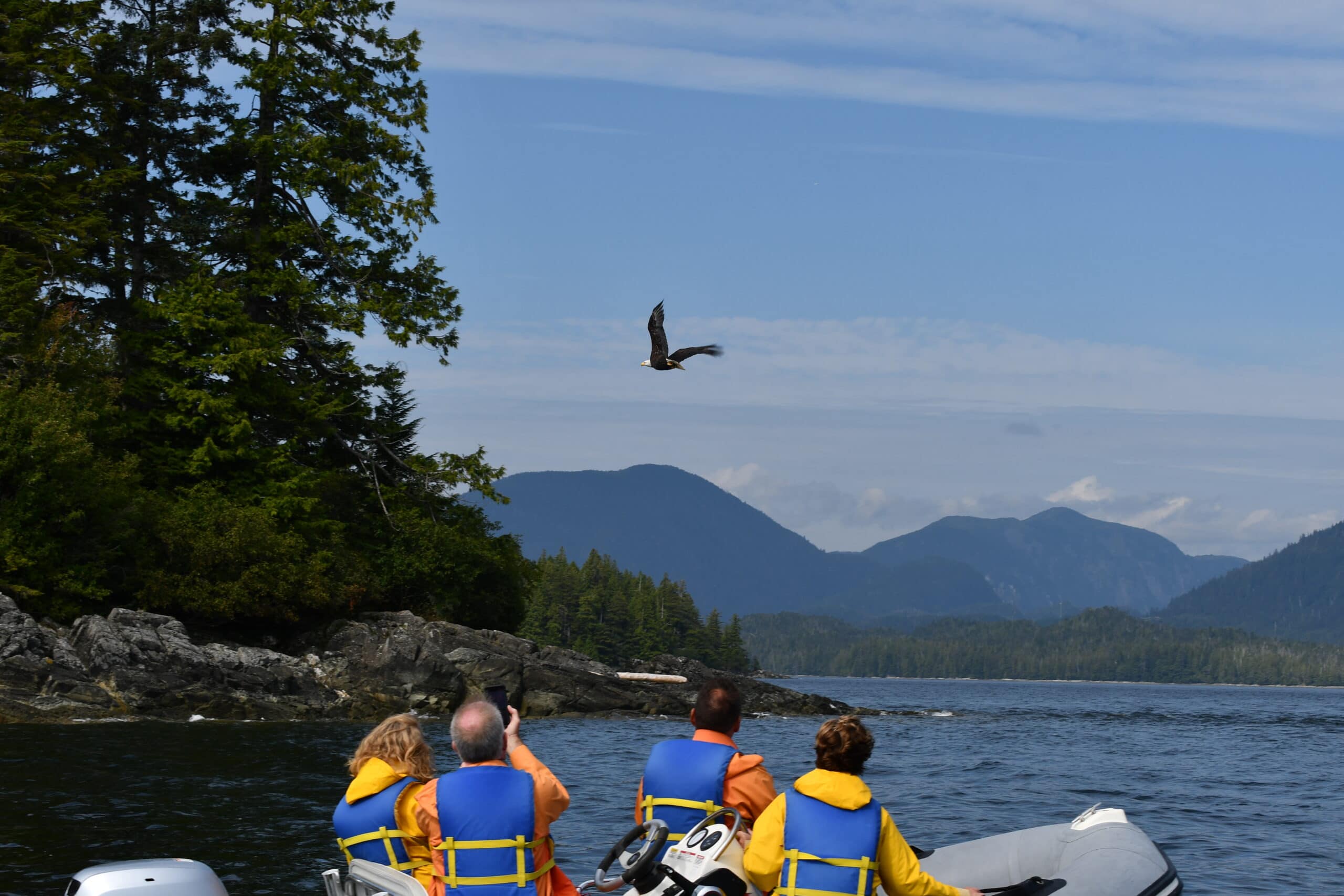 bald eagle flying over coast