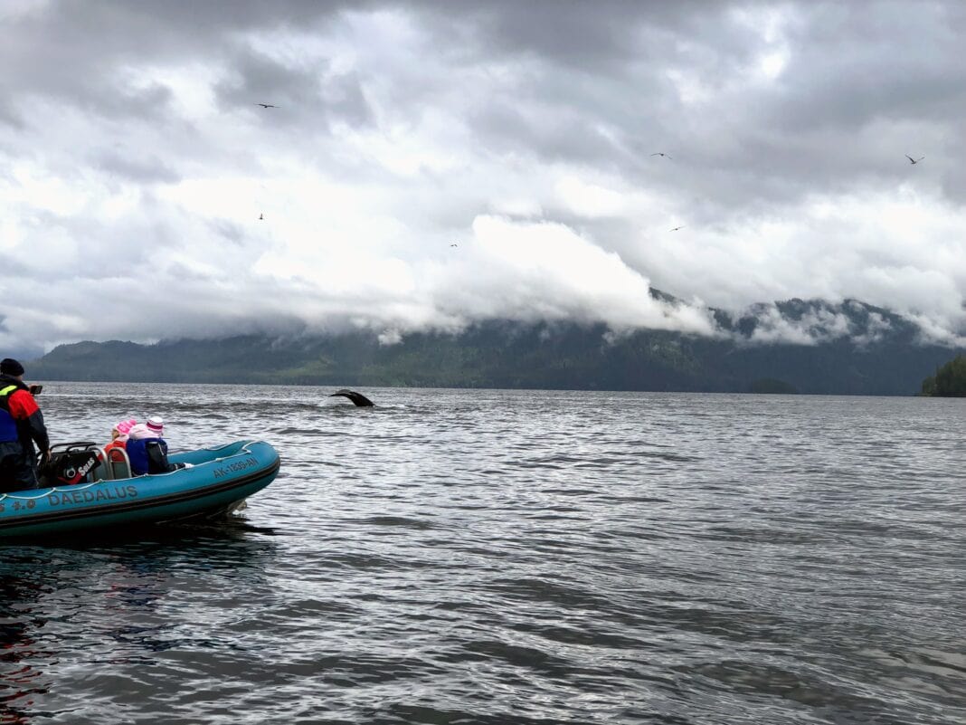 zodiac boat close to whale