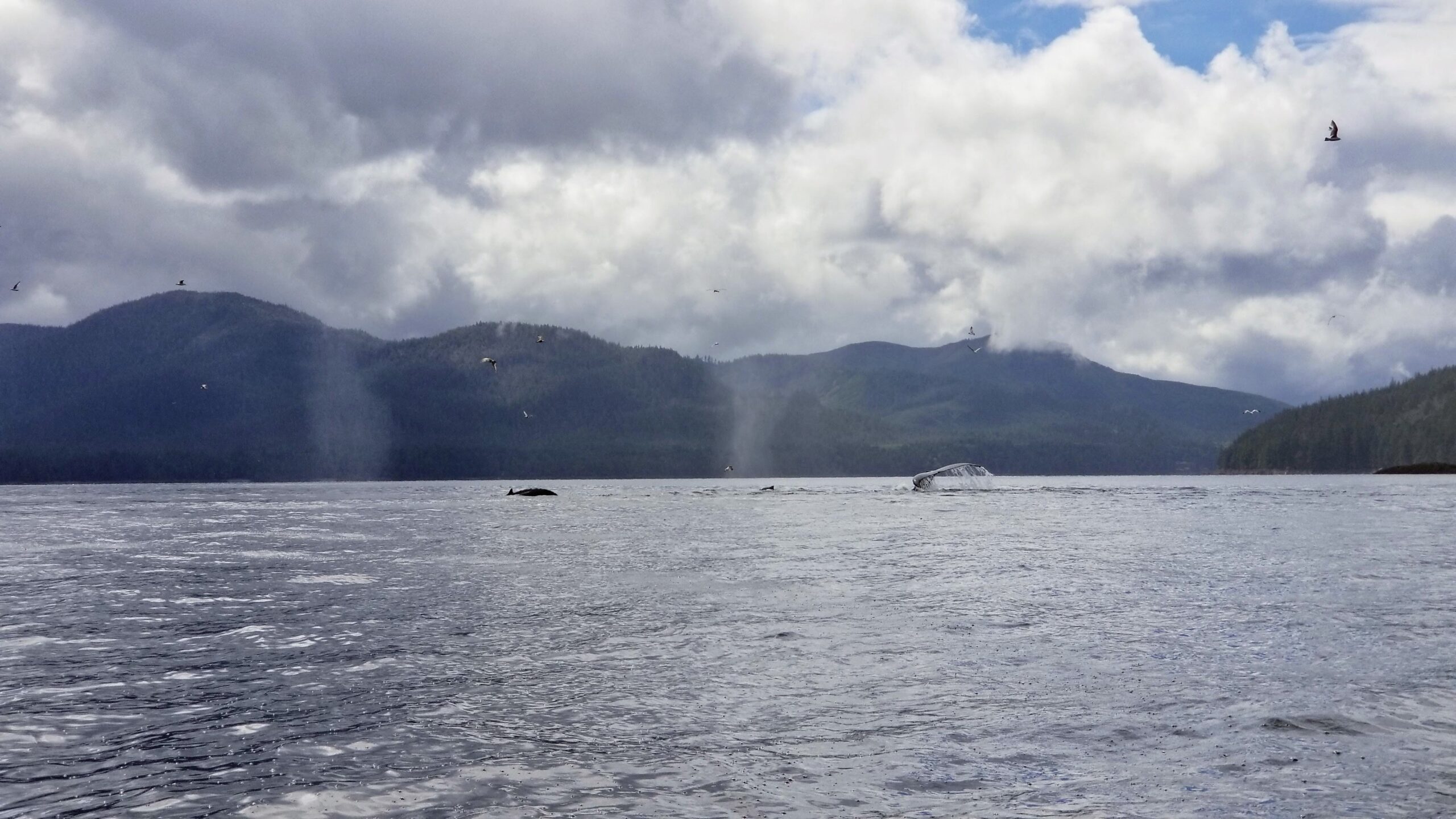 whales feeding