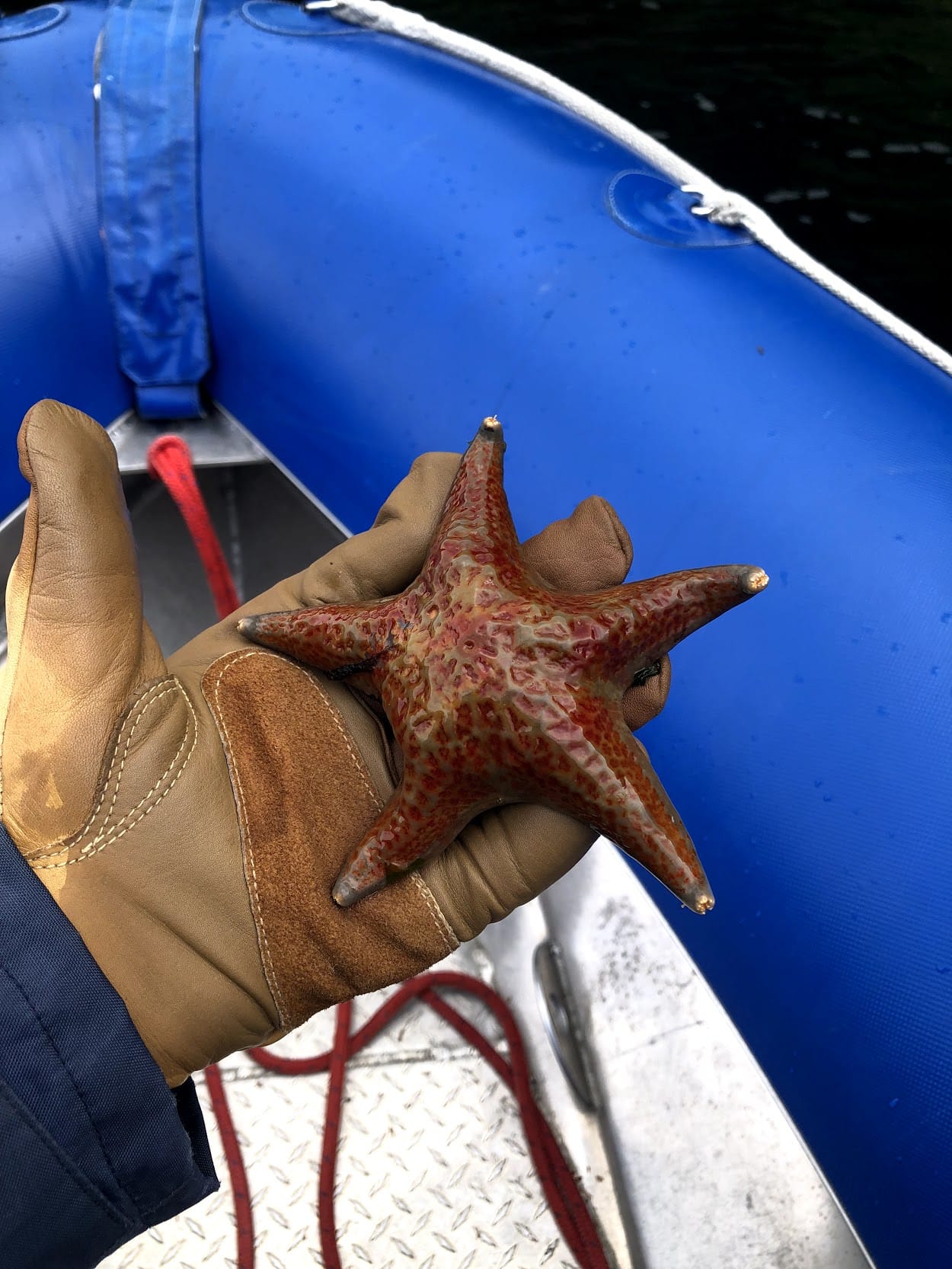 starfish in hand