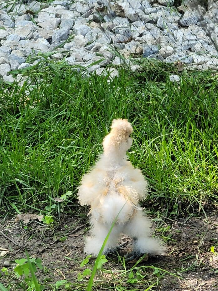 baby chick