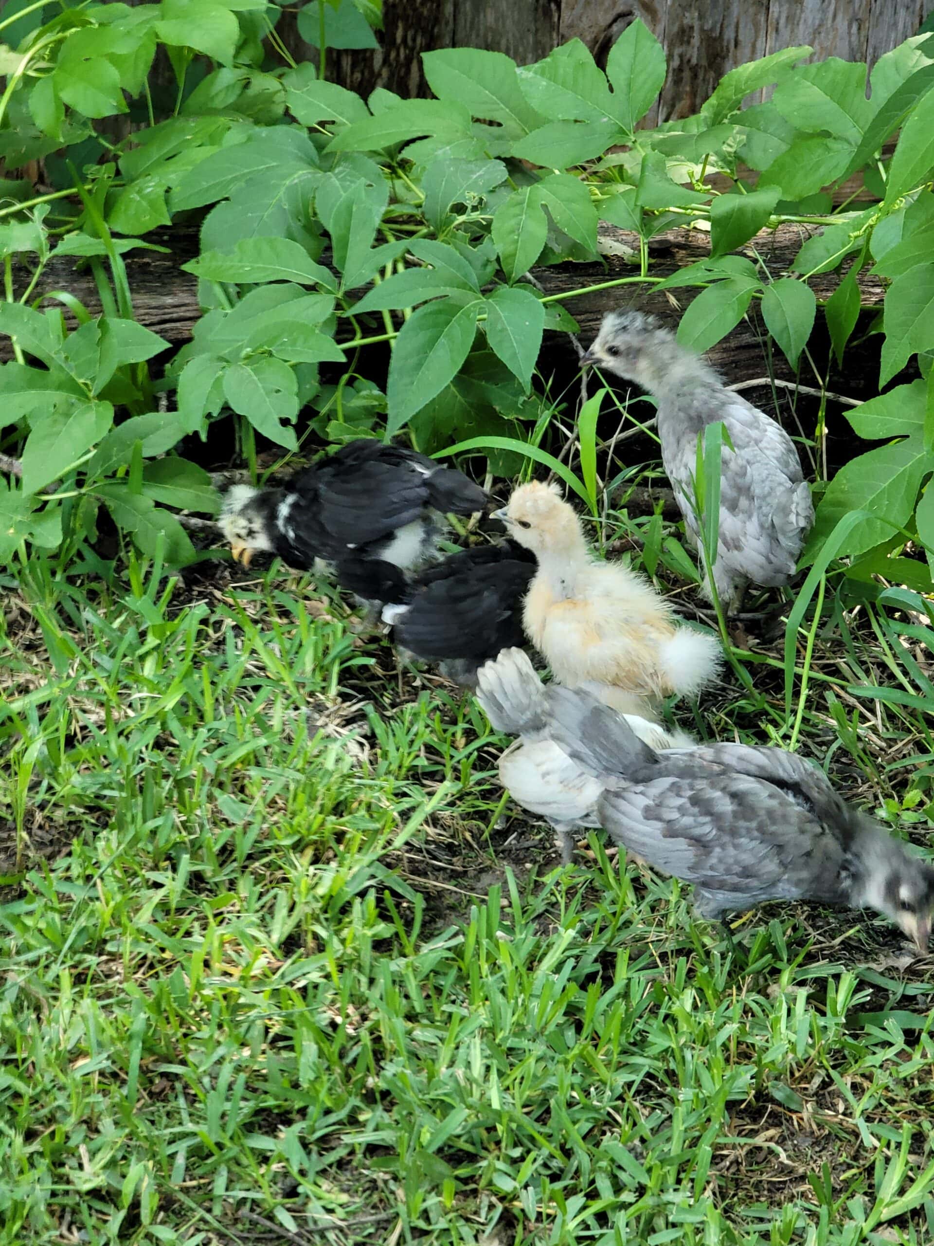 baby chicks in grass